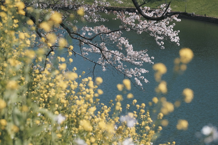 黄色花瓣花朵的特写镜头