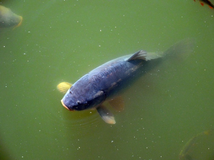 鲤鱼, 鱼, 湖, 池塘, 水, 绿色, 自然, 野生动物