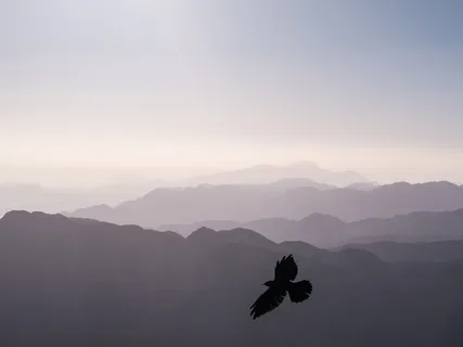 飞过群山的鸟 飞过群山的鸟
