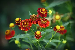 喷嚏草，海兰属植物，花，植物，花瓣，叶，花朵，花园