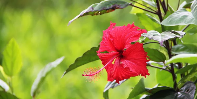 浅,聚焦摄影,红色,芙蓉花,花,绿色,开花,开花 浅,聚焦摄影,红色,芙蓉花,花,绿色,开花,开花