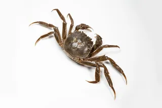 螃蟹，中国，秋天，美食，动物，动物主题，摄影棚拍摄，一只动物