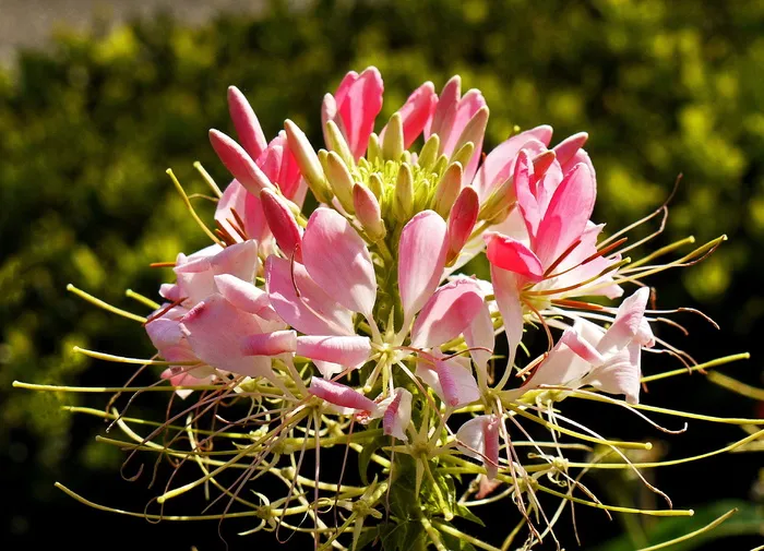 花序, 夏花, 多重, 单花充分, 花, 花瓣, 芽, 公园花