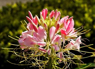 花序, 夏花, 多重, 单花充分, 花, 花瓣, 芽, 公园花