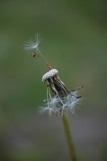 花,蒲公英,花园,春天,植物,宏观,夏天,美丽 花,蒲公英,花园,春天,植物,宏观,夏天,美丽
