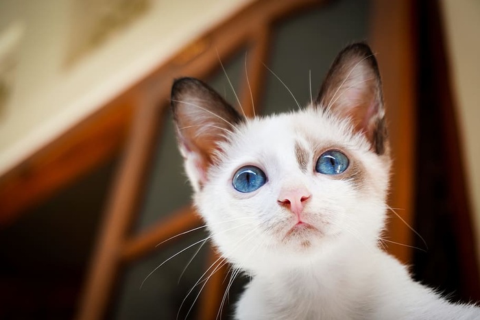 房子，猫，白色，蓝色，眼睛，动物，宠物，哺乳动物