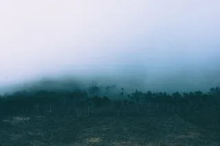 树木，被包围，雾，白色，覆盖，丛林，山脉，自然