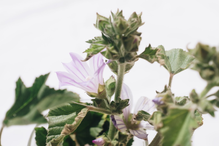 绿叶植物特写照片