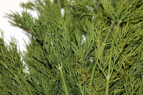 莳萝,绿色,香料,黄瓜药草,绿色,植物,特写,树 莳萝,绿色,香料,黄瓜药草,绿色,植物,特写,树