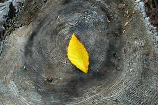 美国，新英格兰，叶子，自然，植物部分，秋天，没有人，黄色