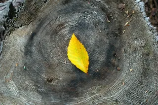 美国，新英格兰，叶子，自然，植物部分，秋天，没有人，黄色