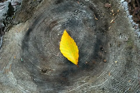美国,新英格兰,叶子,自然,植物部分,秋天,没有人,黄色 美国,新英格兰,叶子,自然,植物部分,秋天,没有人,黄色