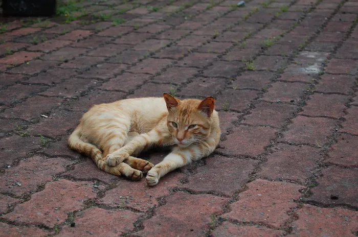 猫，姜，流浪者，猫，哺乳动物，宠物，家养，动物主题