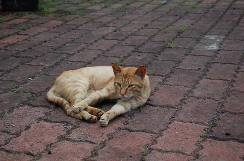 猫,姜,流浪者,猫,哺乳动物,宠物,家养,动物主题 猫,姜,流浪者,猫,哺乳动物,宠物,家养,动物主题
