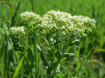 lepidium draba，whitetop，灰水芹，野花，植物区系，宏，花序，植物