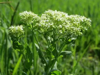 lepidium draba，whitetop，灰水芹，野花，植物区系，宏，花序，植物