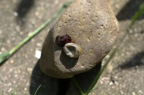 死蜱，压碎，蜱，木蜱，特写，自然，白天，固体