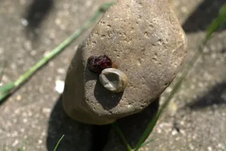 死蜱，压碎，蜱，木蜱，特写，自然，白天，固体