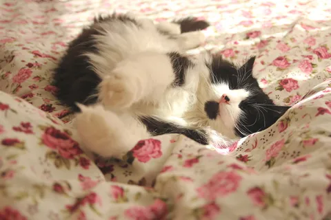 猫，假期，谎言，动物，床，可爱，放松，放松