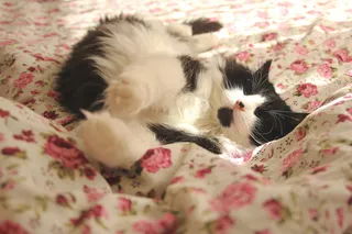 猫，假期，谎言，动物，床，可爱，放松，放松