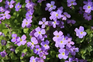 花边，紫色花朵，开花，多年生植物，花瓣紫罗兰，开花植物，花朵，新鲜度