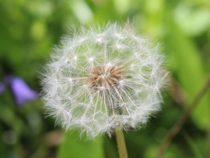 蒲公英，春天，野生，植物，自然，花朵，脆弱，生长