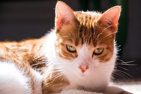 巴西，里约热内卢，眼睛，橙色，猫，外观，毛皮，家猫