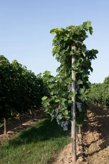 农业，农业，种植，农场，色彩，戏剧性，收获