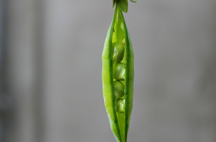 豌豆、豆荚、绿色、蔬菜、植物、绿色、新鲜、无人