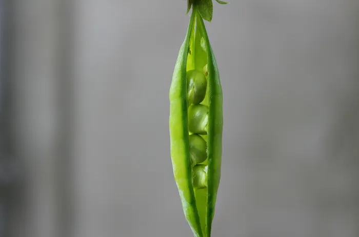 豌豆、豆荚、绿色、蔬菜、植物、绿色、新鲜、无人