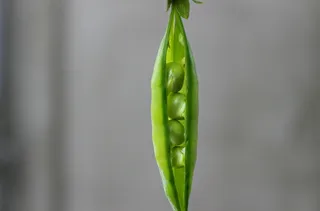 豌豆、豆荚、绿色、蔬菜、植物、绿色、新鲜、无人