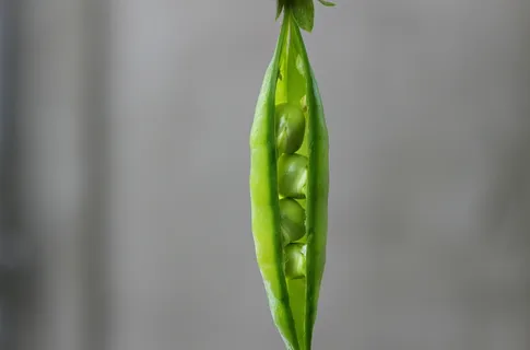 豌豆、豆荚、绿色、蔬菜、植物、绿色、新鲜、无人 豌豆、豆荚、绿色、蔬菜、植物、绿色、新鲜、无人