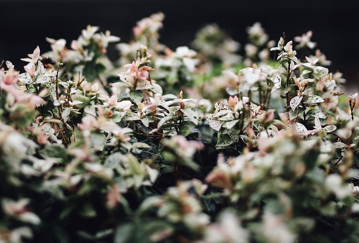 粉色花朵的浅聚焦摄影