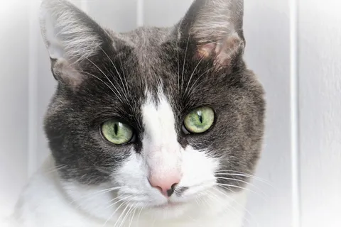 猫，看，眼睛，胡子，外表，体贴，毛皮，动物