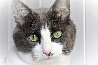 猫，看，眼睛，胡子，外表，体贴，毛皮，动物