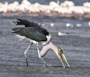马拉布鹳站在大型水体上选择性聚焦摄影