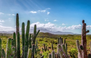 绿色，仙人掌植物，旁边，草，委内瑞拉，风景，风景，仙人掌