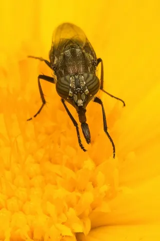 自然，苍蝇，舌头，虫子，昆虫，特写，大型，无脊椎动物