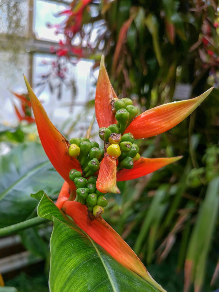 自然, 花, 头, 细节, 灯, 太阳, 景观, 植物