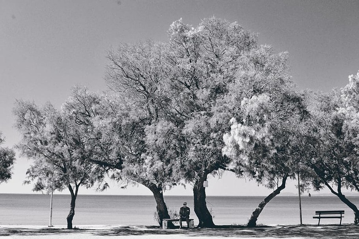 黑白激光风景，海景肖像，长凳上的老人，海，树，海景，自然，黑色
