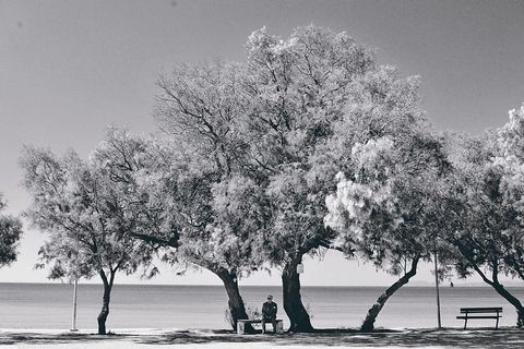 黑白激光风景，海景肖像，长凳上的老人，海，树，海景，自然，黑色