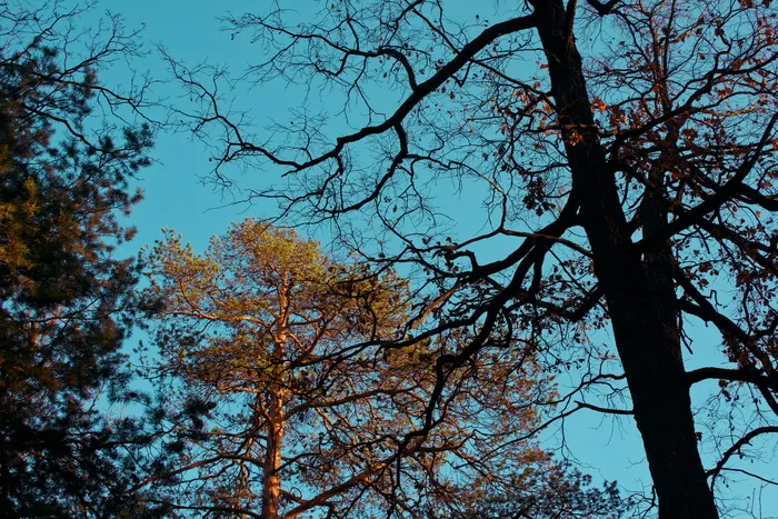 绿叶树旁光秃秃的树