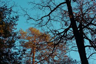 绿叶树旁光秃秃的树