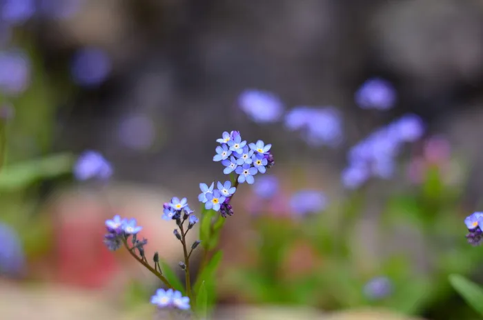 紫花瓣的选择性聚焦摄影