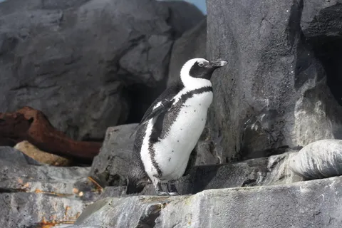 蒙特雷水族馆, 蒙特雷, 卡利, 加利福尼亚州, 企鹅, 鸟, 美国, 海岸