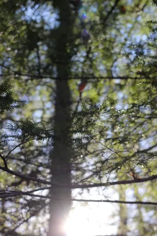 树，植物，生长，低角度视野，白天，自然，无人，阳光