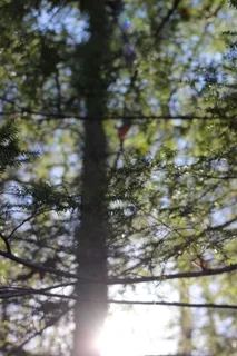树,植物,生长,低角度视野,白天,自然,无人,阳光 树,植物,生长,低角度视野,白天,自然,无人,阳光