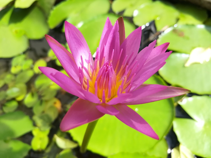 莲花，莲花盆，花朵，花朵，开花植物，植物，清新，美丽