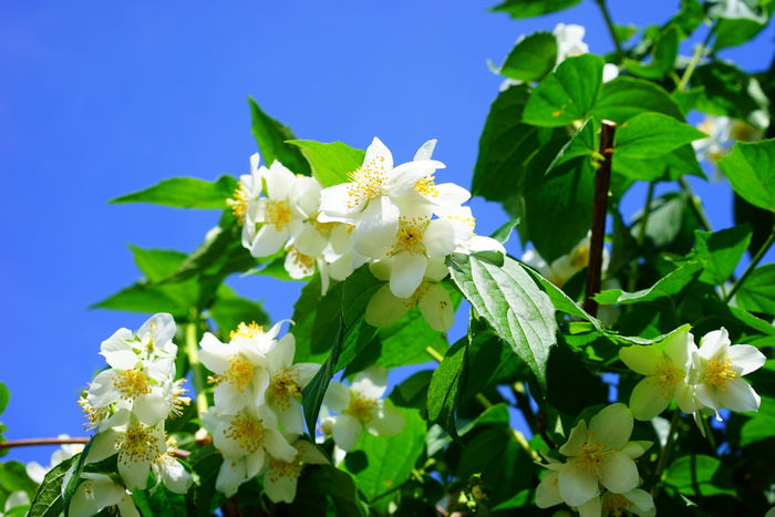 假橙、茉莉、花、白色、欧洲哨子灌木、philadelphus Coronal、淡哨子灌木、夏季茉莉