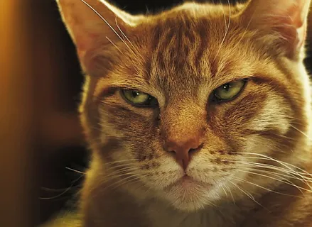 猫,可爱,动物,肖像,宠物,家养,疯狂,小猫 猫,可爱,动物,肖像,宠物,家养,疯狂,小猫